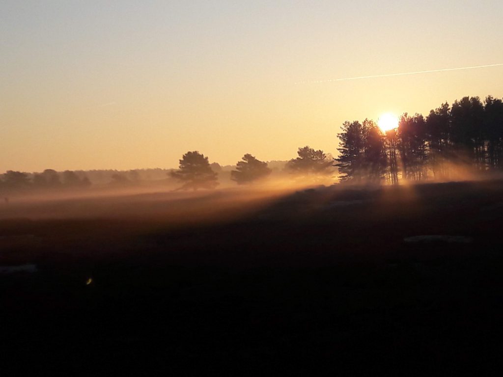 Die Nemitzer Heide im Nebel
